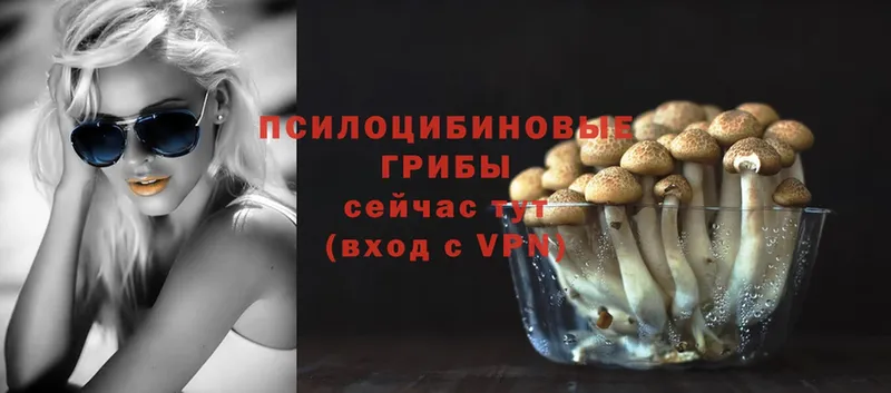 купить наркотик  Лебедянь  Псилоцибиновые грибы Psilocybe 